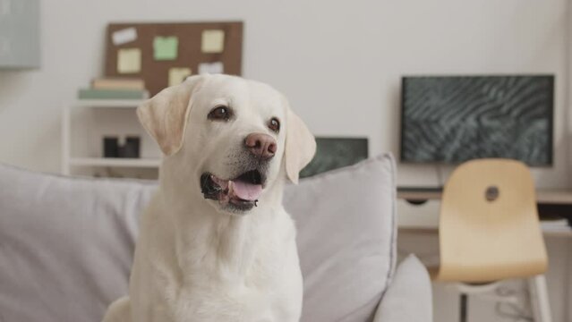 Portrait of cute Yellow Labrador retriever sitting on sofa at his owner apartment