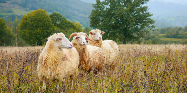 rural scenery on a rainy autumn day. ram and two sheep on the meadow in weathered grass. trees and forested hill in the distance. shallow depth of field