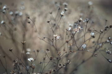 dried flower close-up on beige background. autumn nature