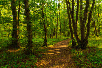 Path in the green dense summer forest