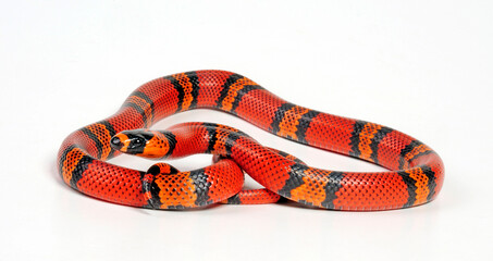 Honduran milk snake // Honduras Königsnatter (Lampropeltis triangulum hondurensis, Lampropeltis hondurensis) © bennytrapp