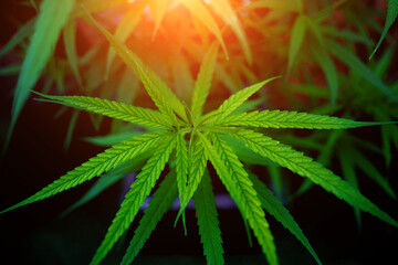 Cannabis plant leaves on dark color background