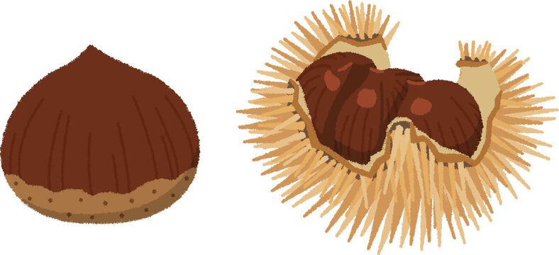 栗イラスト の画像 30 053 件の Stock 写真 ベクターおよびビデオ Adobe Stock