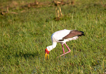 A yellow-billed stork hunts in a wetland in Africa
