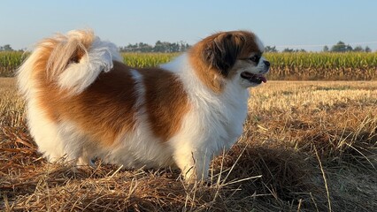 Kleine Tibet Spaniel Dame steht am Feldrand und ist ausser Atem vom Spaziergang.
auf dem Land, Hund, Hündin, Haustier, Tibetan Spaniel