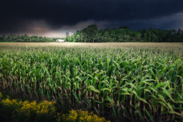 Field seen during a summer late afternoon golden hour, Quebec,