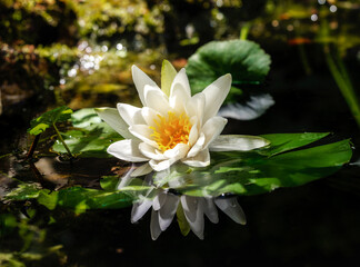 White water lilly blossom in a pond