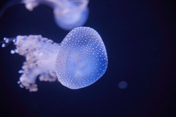 Blue jellyfish swimming in the water © crazyALEX.de GmbH