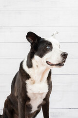 Portrait of a black and white dog