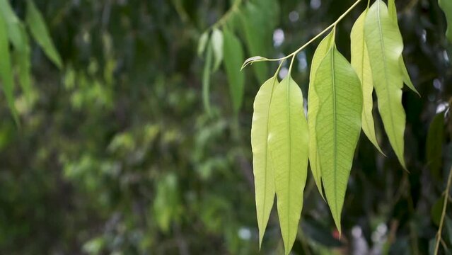 Close up branch leaves of Eucalyptus tree, Eucalyptus forest. leaf branches eucalyptus.