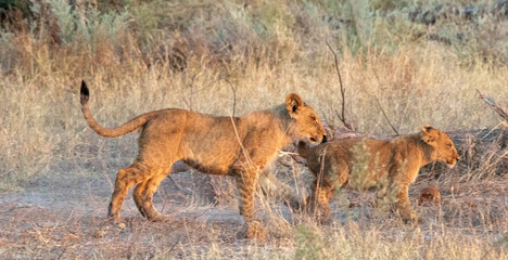 Fototapeta na wymiar Two young African lion cubs play games with other in the African bush