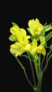 Time lapse of opening yellow Alstroemeria (Peruvian Lily) with ALPHA transparency channel isolated on black background, vertical orientation
