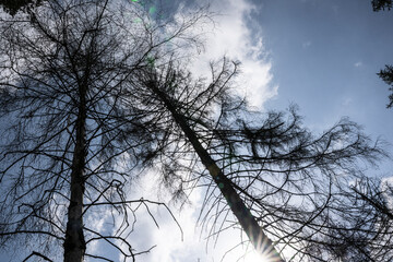 Über einen gespenstisch Waldabschnitt voller abgestorbenen Nadelbäume ziehen Haufenwolken Culumlus entstehen oft an sonnigen Tagen, führen selten zu Regen. Flugsportler erwarten mögliche Aufwinde.