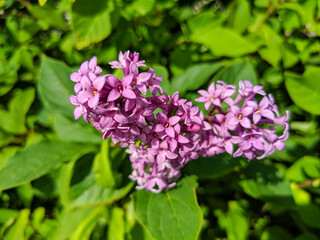 Close-up. View of vibrant lilac flowers and green foliage on a bright sunny day