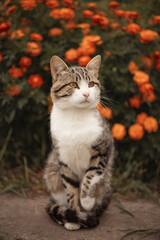 Naklejka na ściany i meble Photo of a pet cat in a blooming garden.