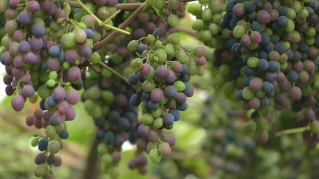 Bunches of ripening blue grapes growing on vine at a farm. Closeup of unripe green grapes bunch in garden outdoors swinging in the wind slow motion. Ripening small branch of grapes young inflorescence