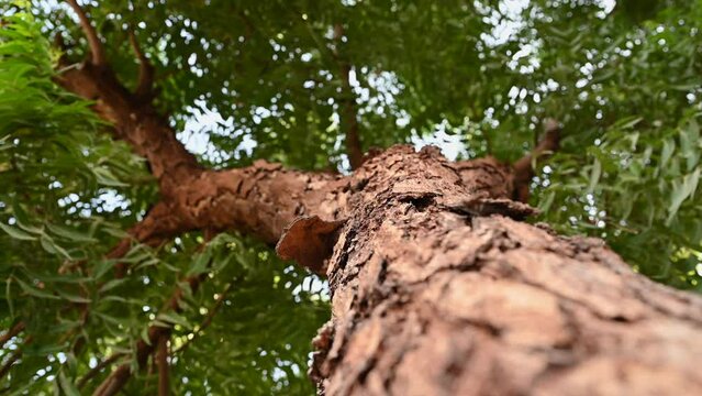 Neem tree bark, an old neem tree also known as Azadirachta indica, branches of neem tree during a bright sunny day also used as Natural Medicine