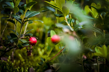 Red berries in forest © PQ