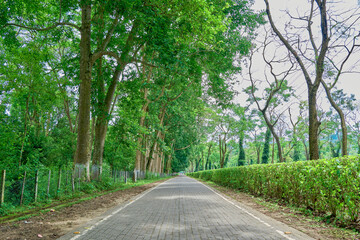 Road lined by tall trees and tea bushes bordering a tea estate in Assam