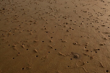 the small hole that is the traces of the animals in the sea sand