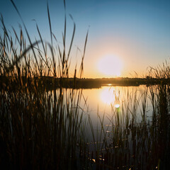 Square photo of a summer sunset over a river with a blue sky in the background and bulrush leaves in the foreground in defocus