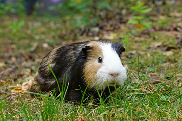 Guinea pig in the grass in autumn