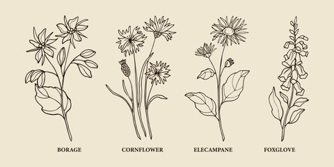 Hand drawn medicinal plants. Borage, cornflower, elecampane, foxglove illustration - obrazy, fototapety, plakaty