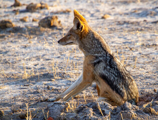 A black-backed jackal isolated on a sandy are in the African wilderness