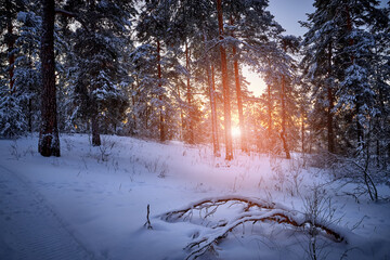 Sunrise in the wood between the trees strains in winter period. Winter forest on the morning.