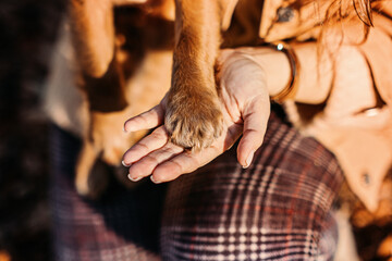 Dog paws with human hands close up. Woman walk with little English cocker spaniel puppy dog in...