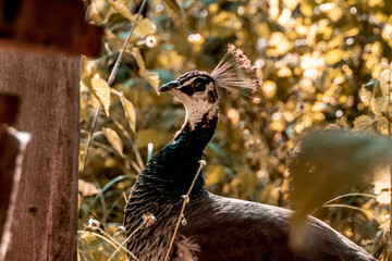 Peacock on autumn