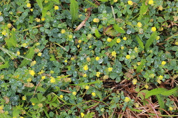 Fond v&eacute;g&eacute;tal champ&ecirc;tre
