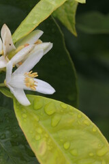 Fond v&eacute;g&eacute;tal champ&ecirc;tre

