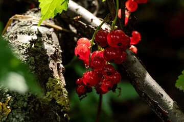 Red currants in summer - obrazy, fototapety, plakaty