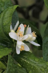 Fond v&eacute;g&eacute;tal champ&ecirc;tre
