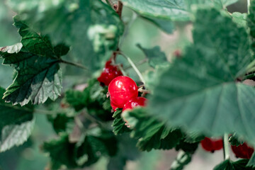 Red currants in summer