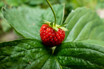 Strawberry in summer