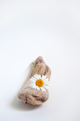 Fototapeta na wymiar Minimalistic composition of beautiful camomiles, driftwood and white pebbles on white background.