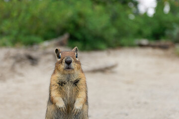 A Golden Mantled Ground Squirrel stands on its hind legs at Mt. Rainier National Park.