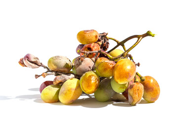 A brush of grapes affected by the disease on a white background