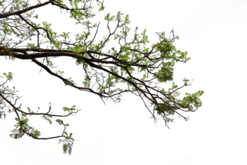 Tropical tree leaves and branch foreground 