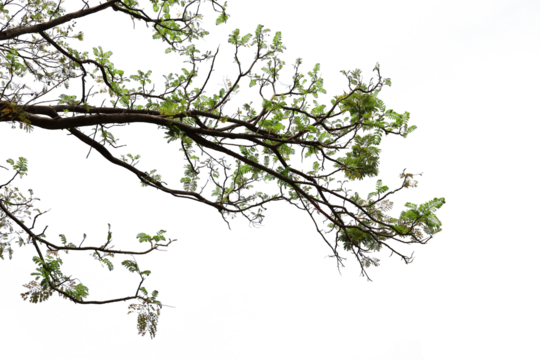 Tropical tree leaves and branch foreground 