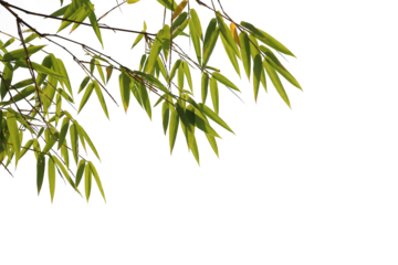 Bamboo leaves foreground