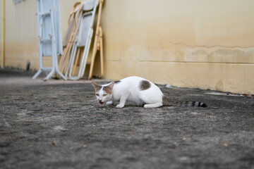 Stray cat eating food left on concrete floor