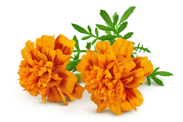 fresh marigold or tagetes erecta flower isolated on white background with full depth of field.