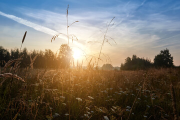Dry grass with dew drops at sunrise. Fresh outdoor nature background