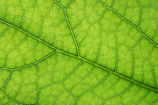Macro shot of green leaf vein texture