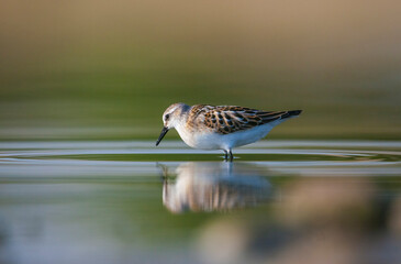  Little Stint (Calidris minuta) is  is a wetland bird that lives in the northern parts of the European and Asian continents. It feeds in swampy areas.