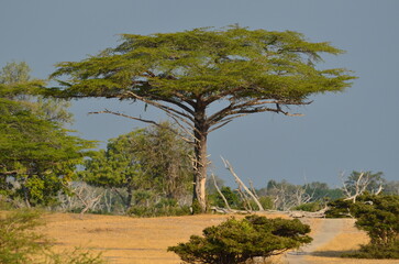 Acasia tree, Selous National Park, Tanzania.