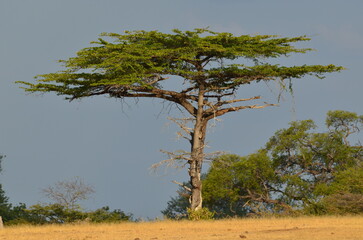 Acasia tree, Selous National Park, Tanzania.
